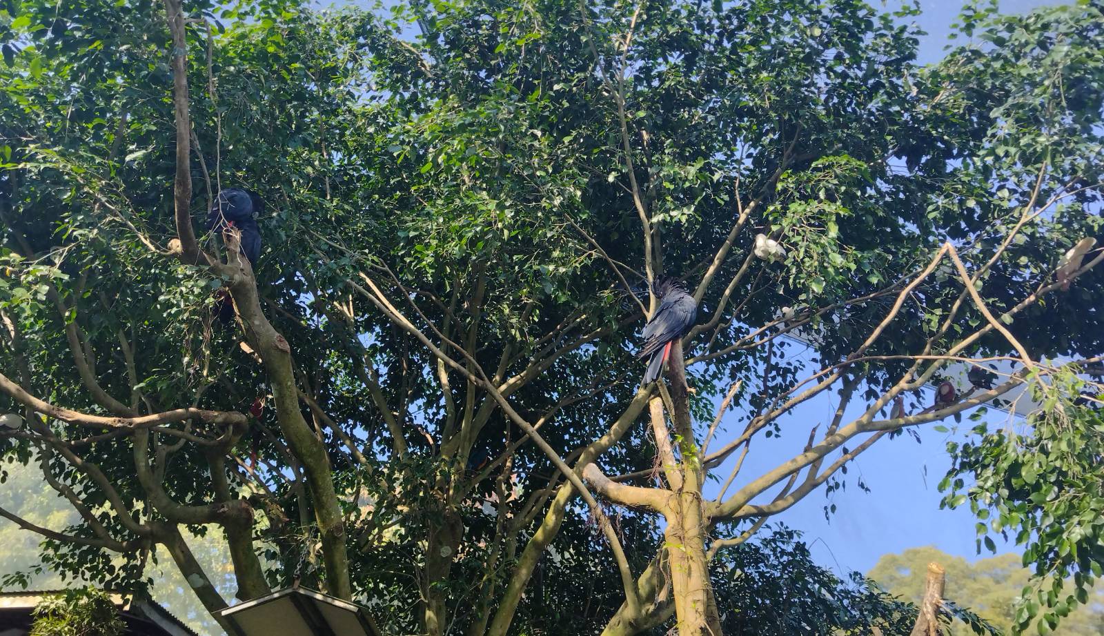 Birds in a tree in Kuranda Birdworld