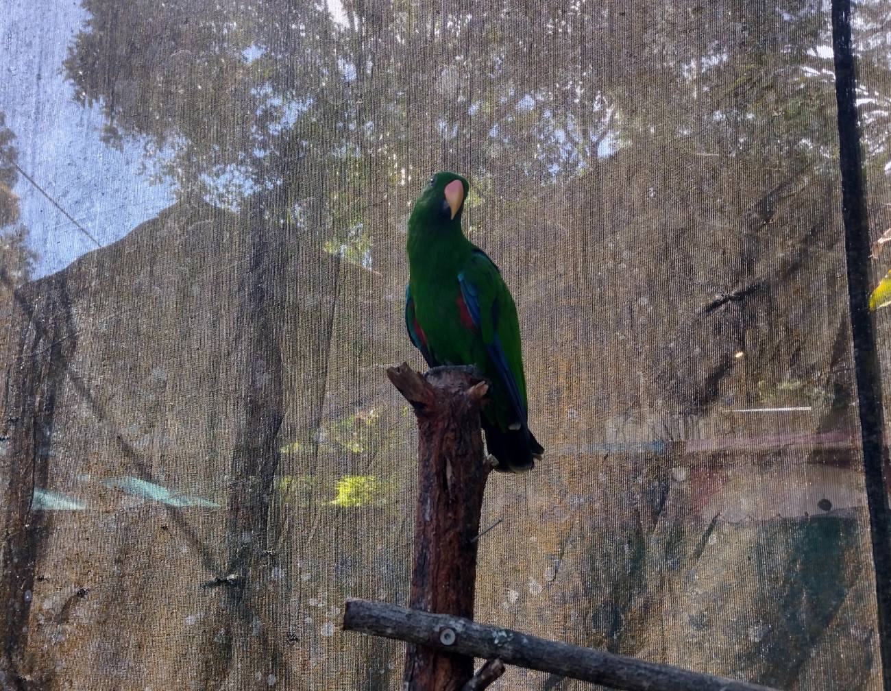 A green parrot (I think)