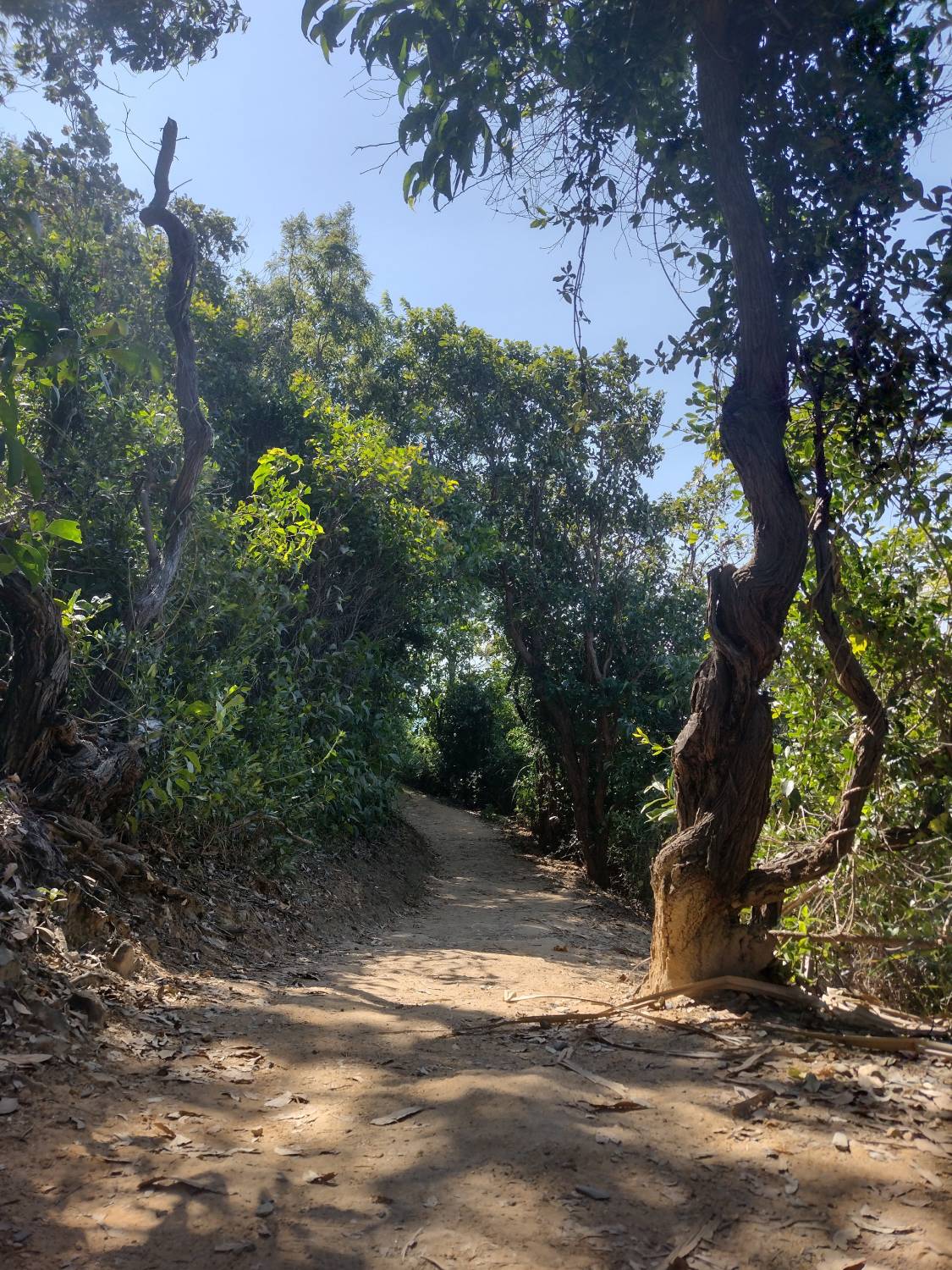 A picture of a path in a forest