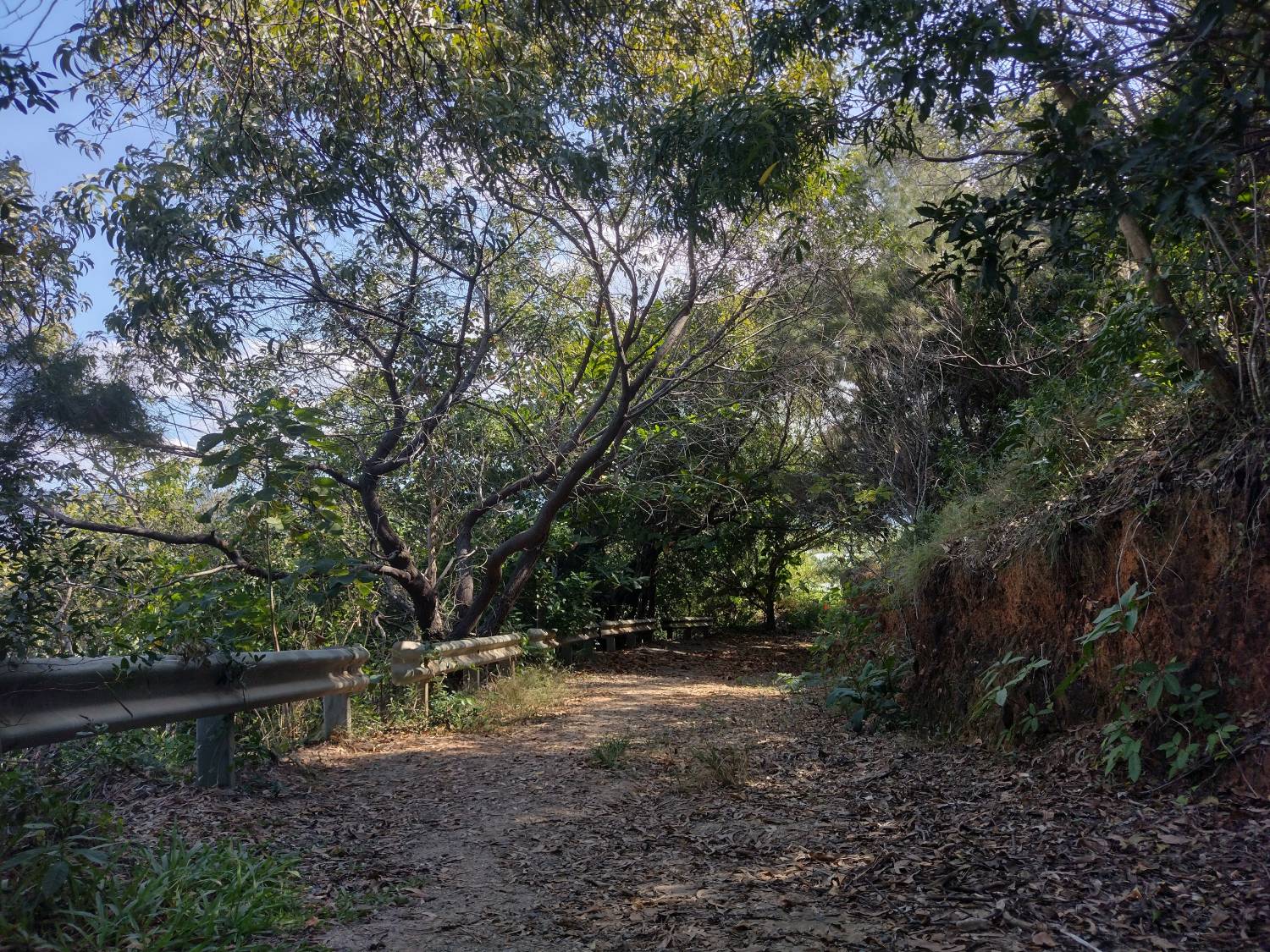 A picture of a path in a forest