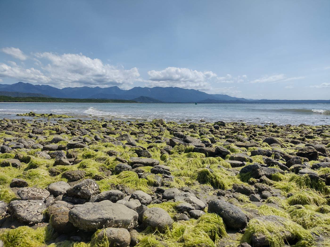 Closeup of rocks covered with seaweed on the beach