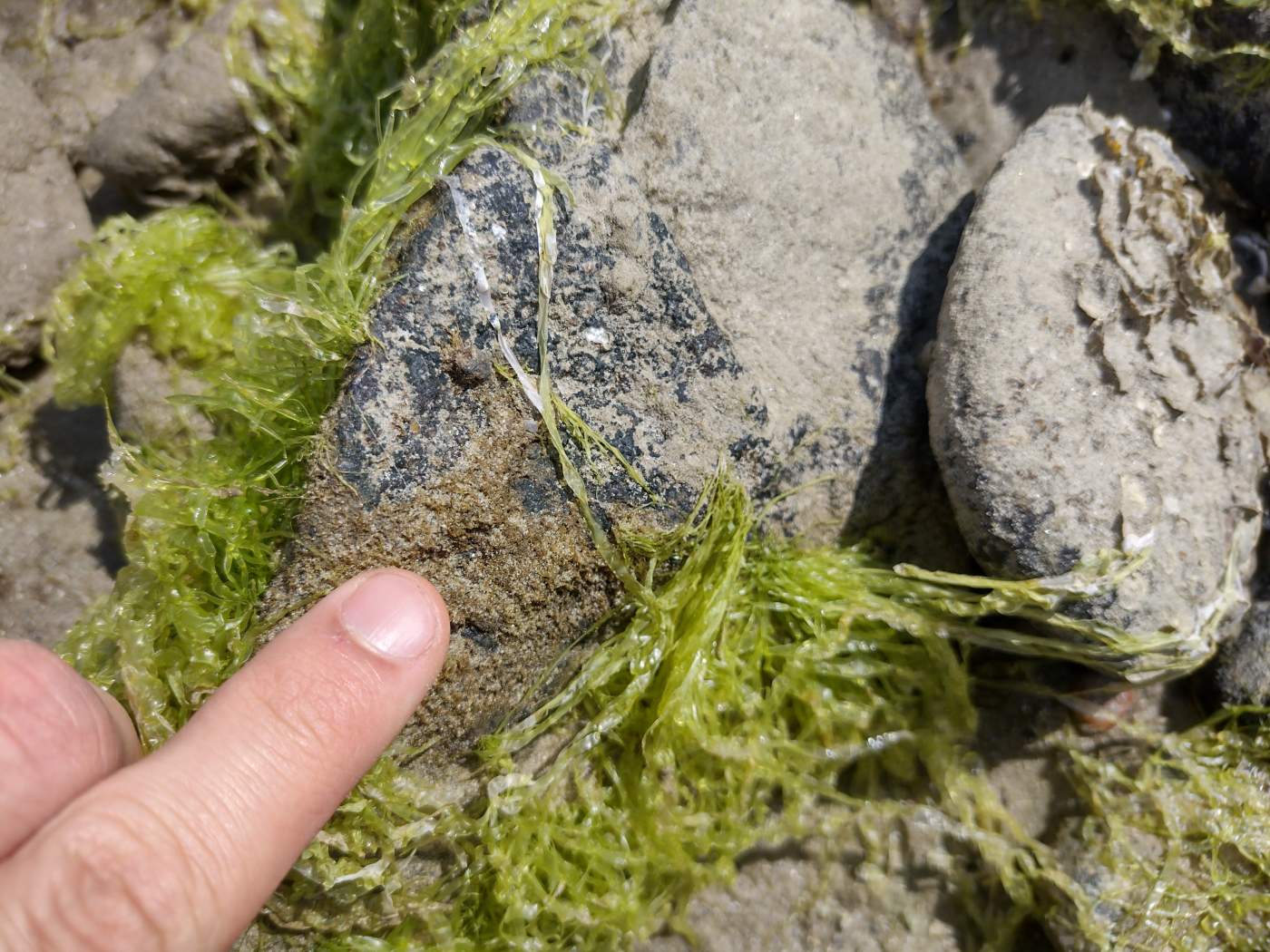 Closeup of rocks covered with seaweed on the beach