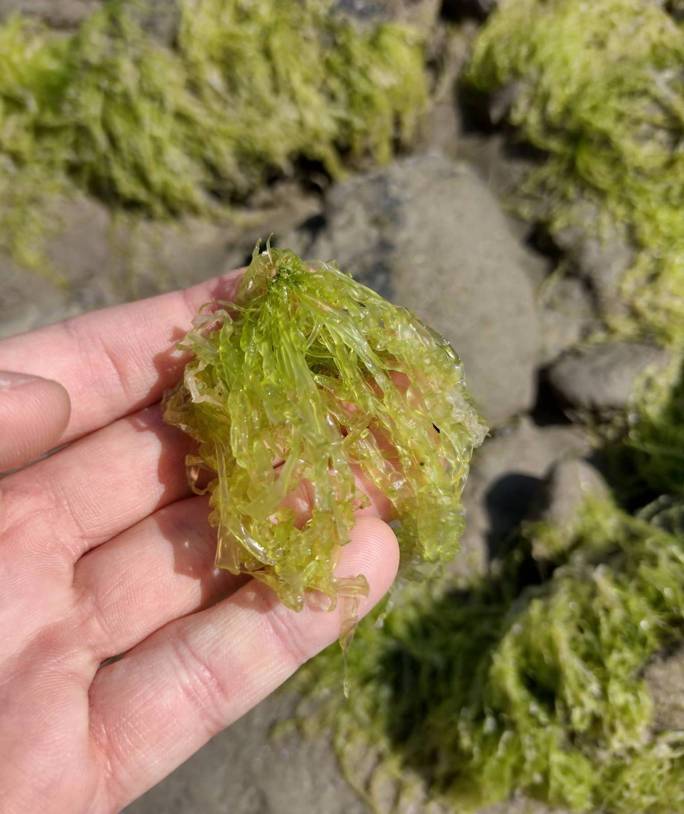 Closeup of rocks covered with seaweed on the beach